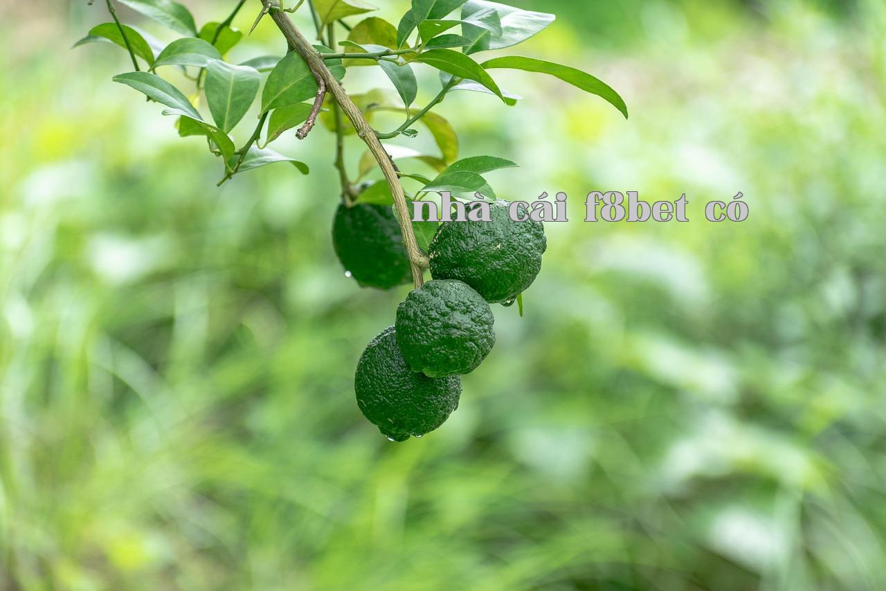Featured image of post Jona Du Lich Vũ Trụ - tải game 88vin.shop